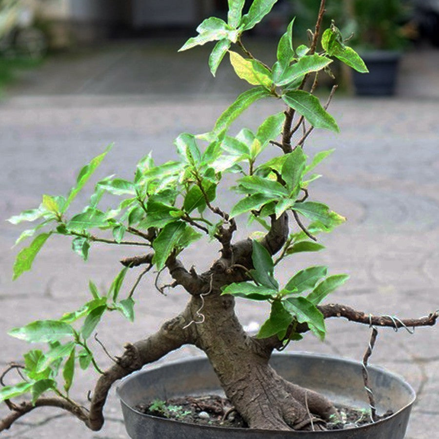 Bibit Pohon Loa Bahan Bonsai Mame Ficus Racemosa Tanaman Peneduh 2030
