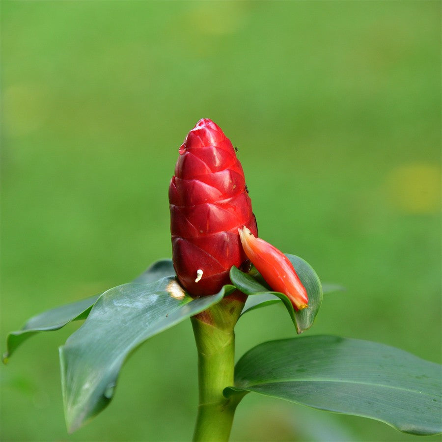 Pacing Pentul Bunga Merah Tanaman Obat Herbal Hias Bibit Berakar 1020