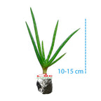 Lidah Buaya Jumbo Pontianak Aloe Vera Bibit Pohon Tanaman Hias Obat Herbal 1015