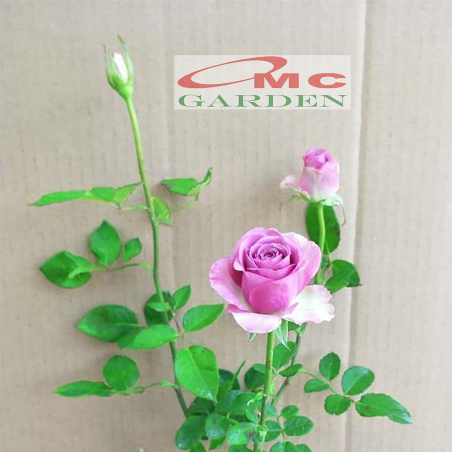 Bibit Bunga Mawar Holland Holand Tanaman Hias Laperan Rosa Rose 1020