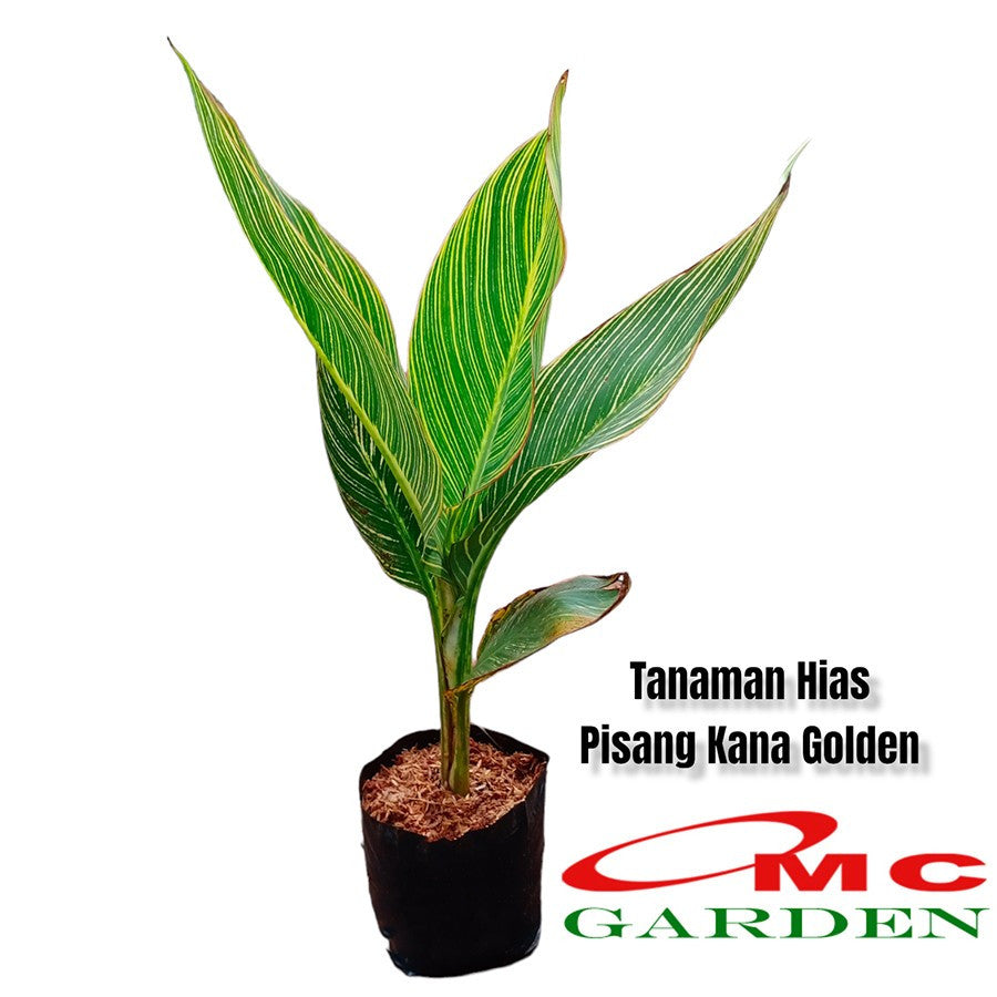 Tanaman Hias Pisang Kana Golden Calathea Pisangan Kuning Heliconia 40
