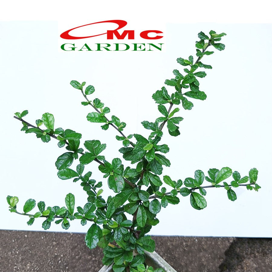 Bibit Tanaman Hokianti Mikro Micro Hokiantea Eretia Bahan Bonsai 2030