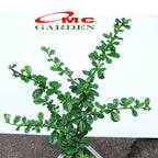 Bibit Tanaman Hokianti Mikro Micro Hokiantea Eretia Bahan Bonsai 2030