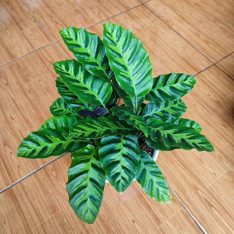 Calathea Louisae Misto Bulu Ayam Kalatea Calatea Kalathea Bibit Tanaman Hias CLT-LS-2030