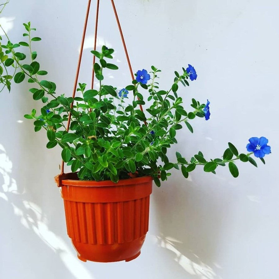 Tanaman Hias Baby Blue Eyes Nemophila Menziesii Star Gantung Mata Biru Bibit Bunga 1015