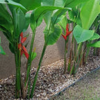 Tanaman Hias Pisang Bali Atau Pisang Betet Calathea Heliconia Pisang Pisangan P-BALI-3040