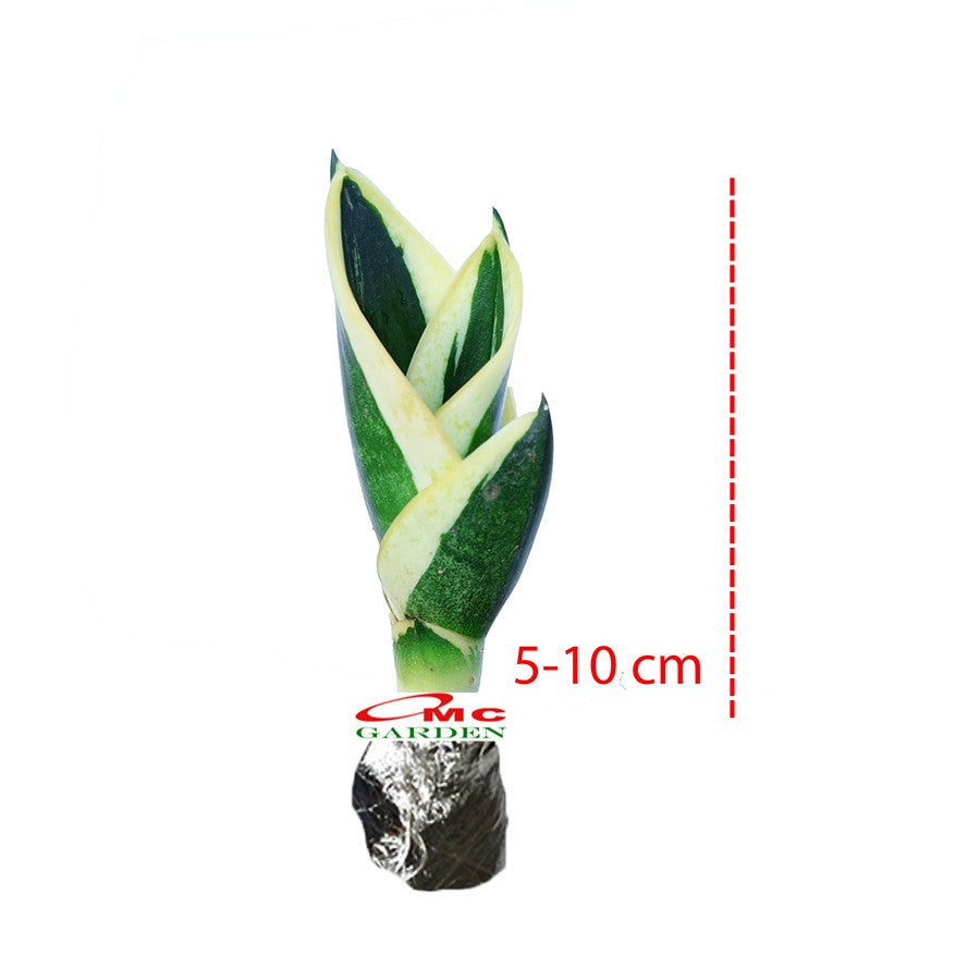 Lidah Mertua Mini Sansevieria Sansivera Sensivera Pagoda Golden Hahnii Bird Nest Yellow Green Silver Night Owl 05-10