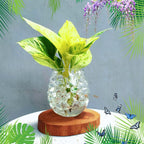 Srigading Sri Gading Sirih Gading Hijau Kuning Varigata Golden Silver Ungu Centong Philodendron Philo Brazil Marble Queen Bibit Tanaman Hias Air 1020