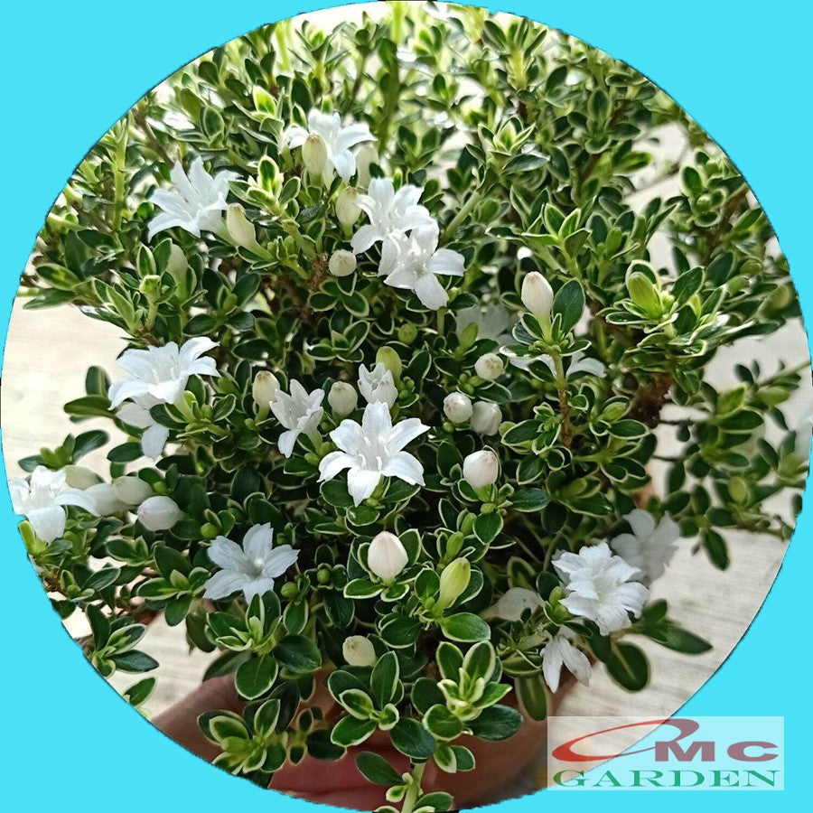 Bibit Mirten Daun Salju Varigata Pohon Serissa Foetida Bahan Bonsai Bonsae Mame Tanaman Hias Melati Jepang Bunga 1015