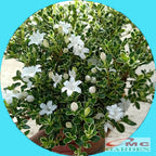 Bibit Mirten Daun Salju Varigata Pohon Serissa Foetida Bahan Bonsai Bonsae Mame Tanaman Hias Melati Jepang Bunga 1015