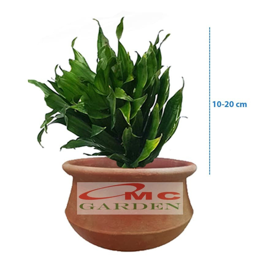 Tanaman Hias Dracaena Compacta Green Jewel Hanjuang Andong Kemoceng 1 Pot