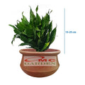Tanaman Hias Dracaena Compacta Green Jewel Hanjuang Andong Kemoceng 1 Pot
