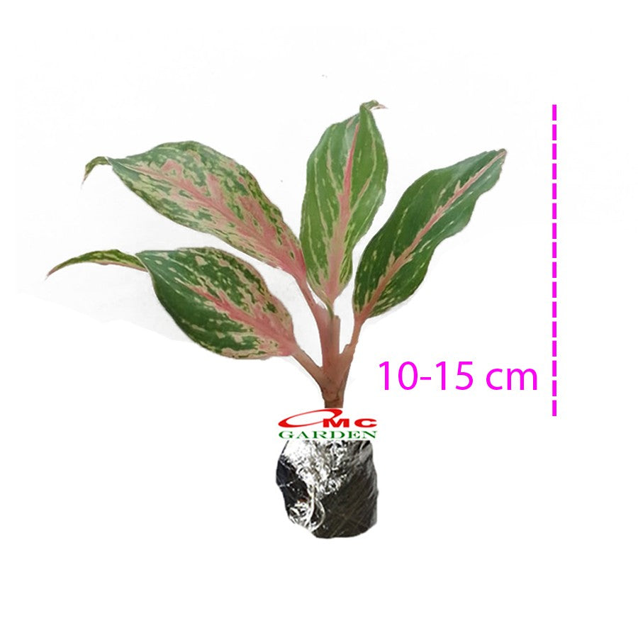 Aglonema Butterfly Bibit Bunga Tanaman Hias Anakan Sri Rejeki Daun Green Red Pink 1520