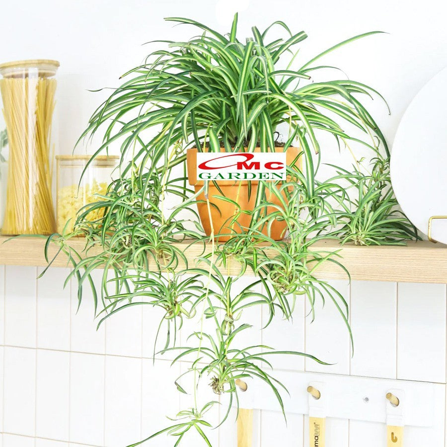 Spider Plant Tanaman Laba-Laba Lili Lily Paris Gantung Bibit 2025-P