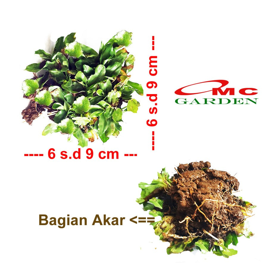 Rumput Gajah Mini Sobekan Bibit Tanaman Hias Karpet Penutup Tanah 0609