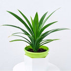 Bonsai Bonsae Pandan Wangi Pandanus Amaryllifolius Tanaman Hias 001-P