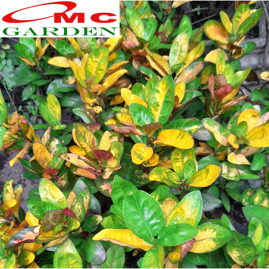 Puring Penyu Kuning Hijau Mangkok Mangkokan Bibit Pohon Croton Tanaman Hias 20-30cm