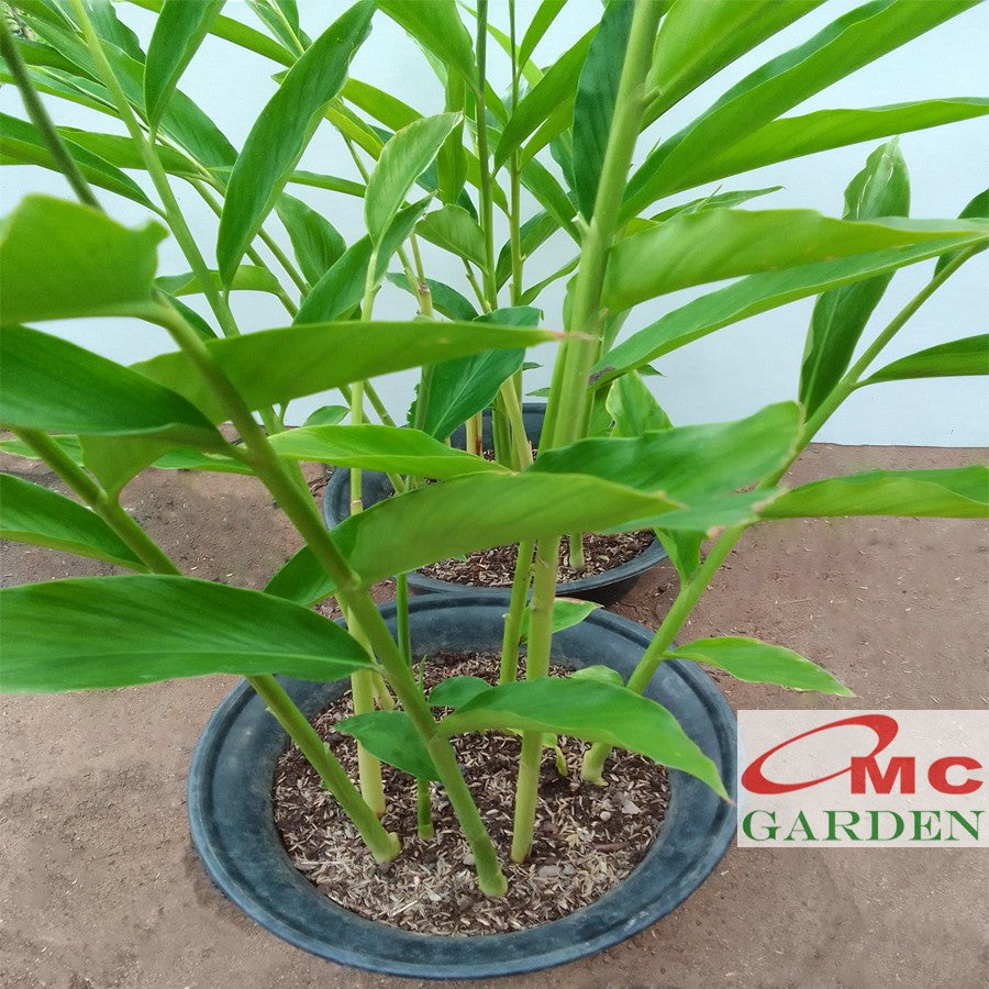 Bibit Bonggol Kecombrang Hijau Combrang Merah Pohon Rombeh Honje 2025