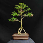 Bonsai Sakura Mikro Jepang Pohon Bonsae Mame Tanaman Hias Berbunga