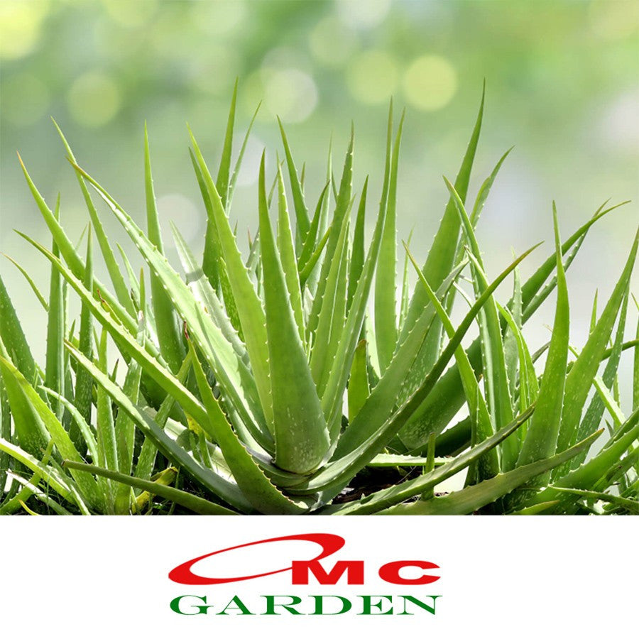 Lidah Buaya Jumbo Pontianak Aloe Vera Bibit Pohon Tanaman Hias Obat Herbal 1520