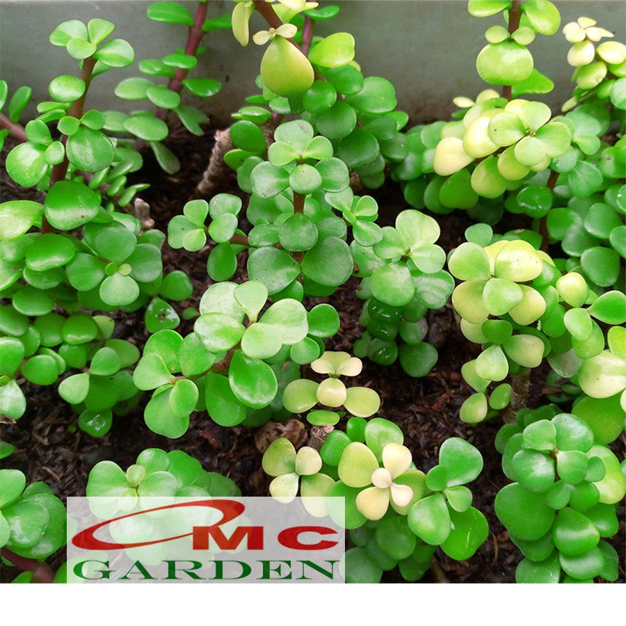 Sukulen Portulacaria Afra Bibit Tanaman Hias Sekulen Kaktus Mini 1015