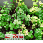 Sukulen Portulacaria Afra Bibit Tanaman Hias Sekulen Kaktus Mini 1015
