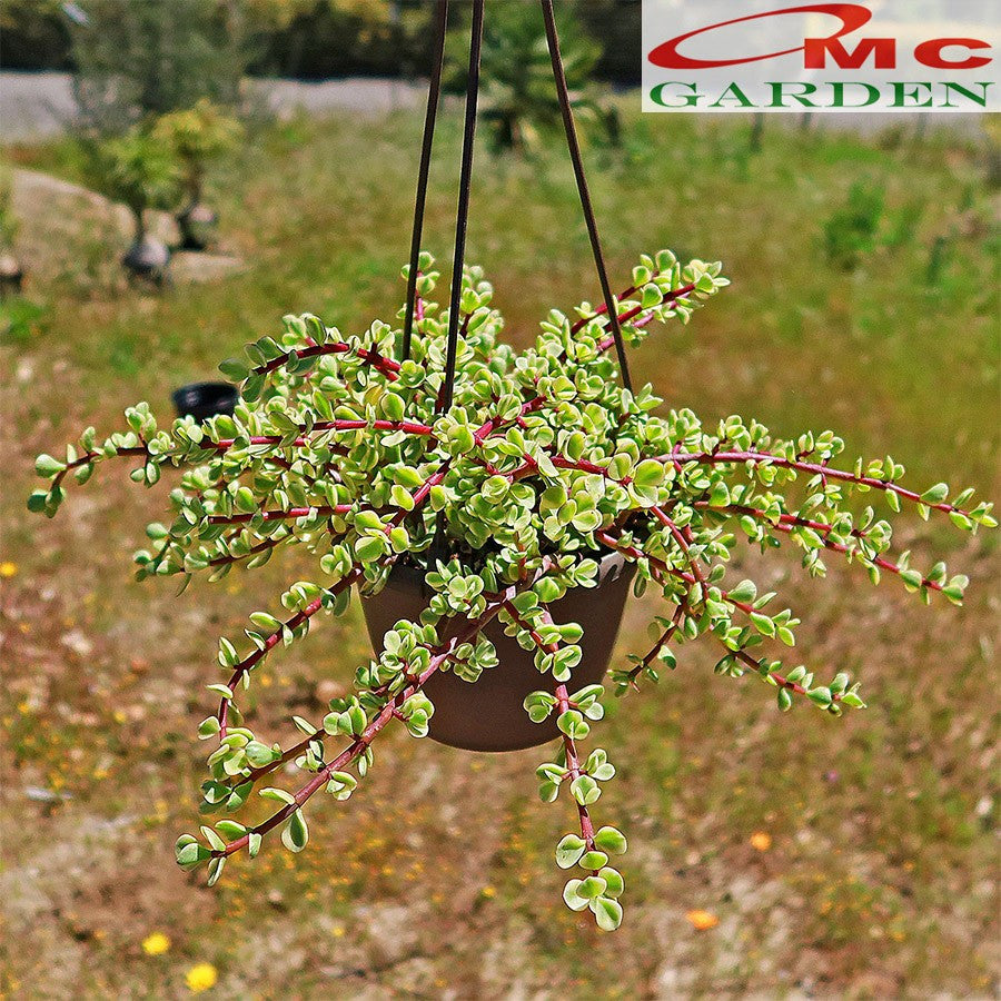 Sukulen Portulacaria Afra Bibit Tanaman Hias Sekulen Kaktus Mini 1520