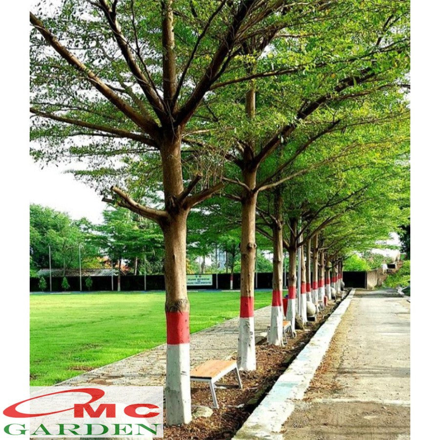 Ketapang Kencana Bibit Tanaman Hias Katapang Terminalia Catappa Pohon Pelindung Tumbuhan Peneduh 2030