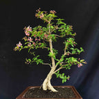 Bibit Pohon Sakura Mikro Jepang Bahan Bonsai Tanaman Hias Berbunga 20