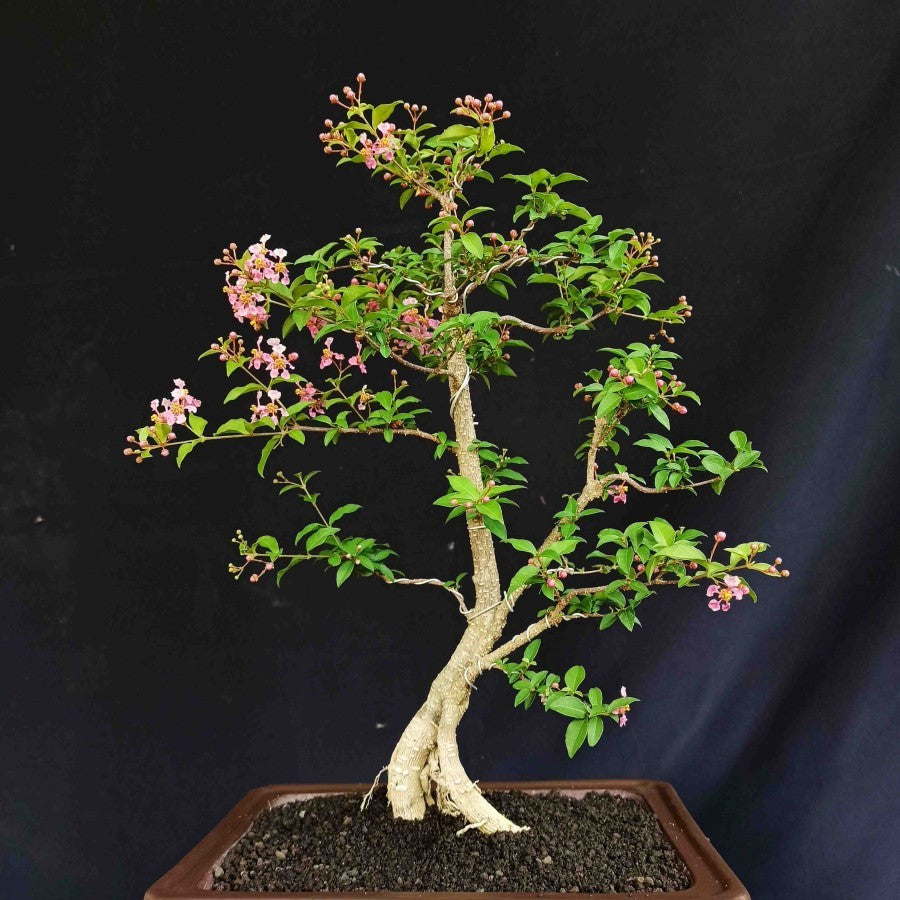 Bibit Pohon Sakura Mikro Jepang Bahan Bonsai Tanaman Hias Berbunga 20
