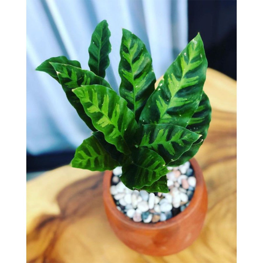Calathea Louisae Misto Bulu Ayam Kalatea Calatea Kalathea Bibit Tanaman Hias CLT-LS-1015