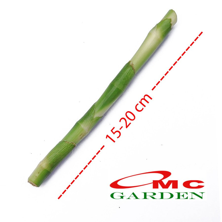 Pohon Bambu Hoki Hockey Sri Rejeki Lucky Bamboo Bambu Air Bambu Cina Pembawa Keberuntungan Bibit Tanaman Hias Stek Batang - 20-30 cm