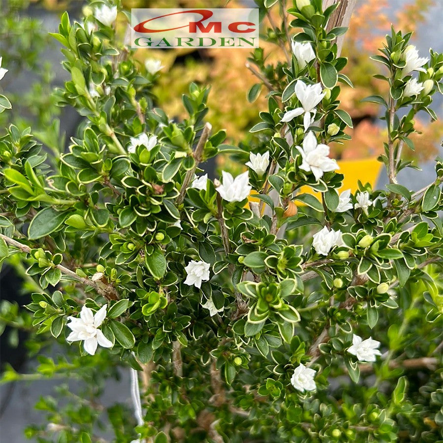 Bibit Mirten Daun Salju Varigata Pohon Serissa Foetida Bahan Bonsai Bonsae Mame Tanaman Hias Melati Jepang Bunga 1015