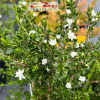 Bibit Mirten Daun Salju Varigata Pohon Serissa Foetida Bahan Bonsai Bonsae Mame Tanaman Hias Melati Jepang Bunga 1015