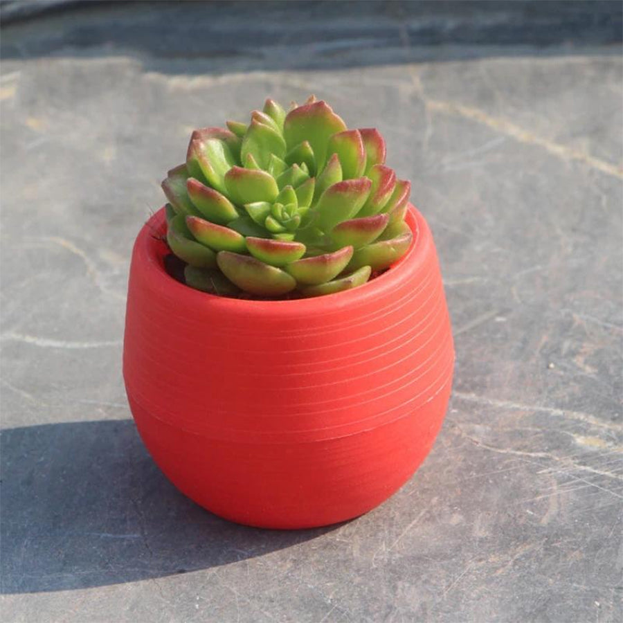 Pot Bulat Mini Self Watering Pot Bunga Warna Warni Pot Plastik Tanaman Hias Pot Bola Telur Sukulen Sekulen Kaktus Katus Vas Bunga Shabby Vintage Dekor