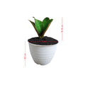 Lidah Mertua Sansevieria Sansivera Sansiviera Sensiviera Masoniana Giant Centong Jumbo P1015