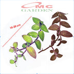 Tradescantia Zebrina Zabrina Hijau Ungu Pink Plant Zebrakraut  Rumput Belang Tanaman Hias Gantung Stek Batang 1020cm