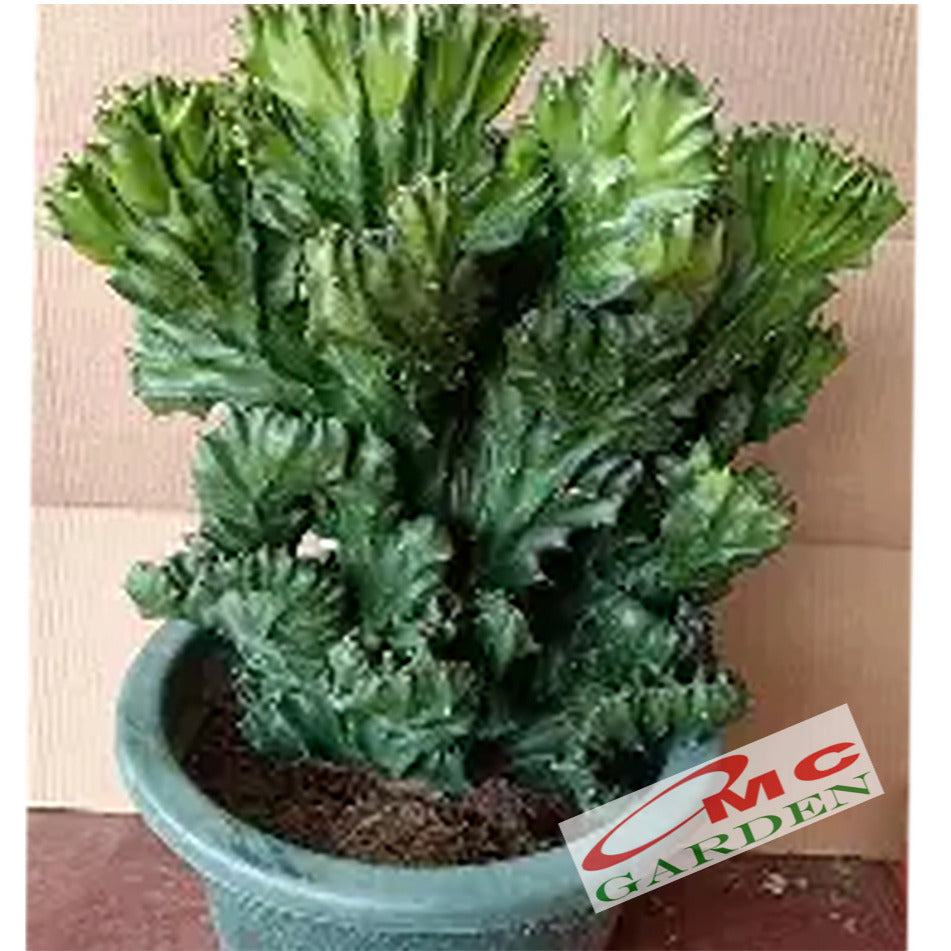 Tanaman Hias Kaktus Euphorbia Lactea Sukulen Karang Cristata 0510
