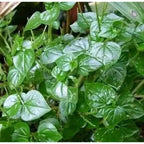 Bibit Daun Sirih Cina /Tanaman Ketumpang Air 1015