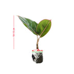 Tanaman hias aglonema lipstick flaminggo - Aglonema flaminggo 1015