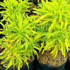 Tanaman Hias Pohon Brokoli Kuning 1020
