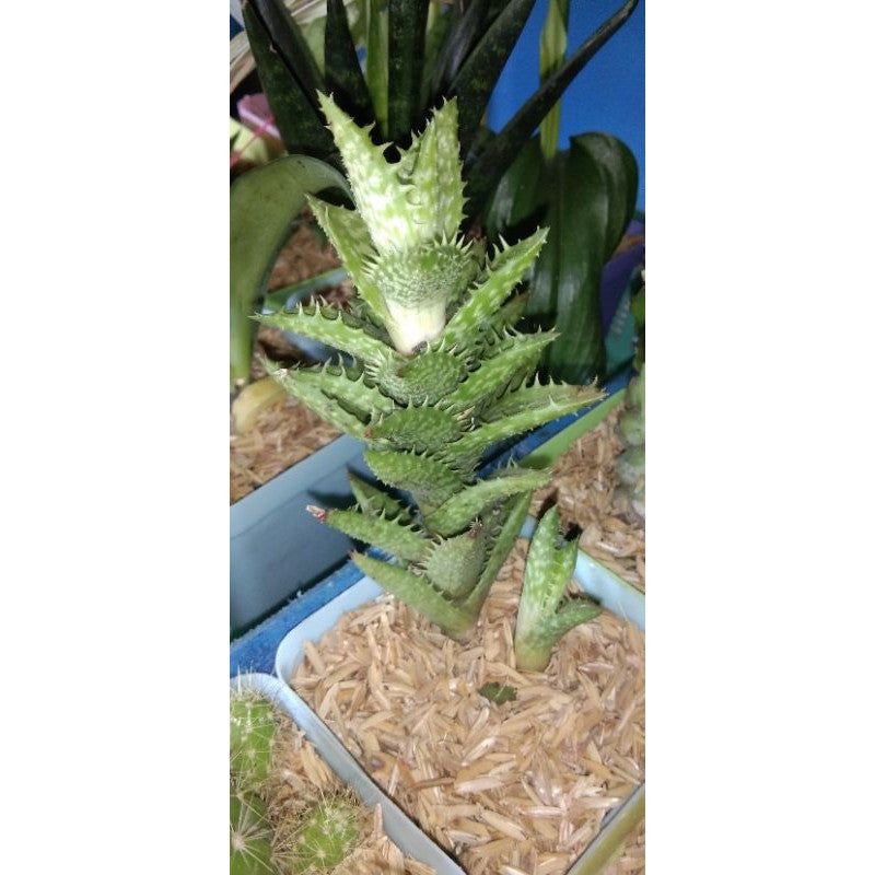 Tanaman hias kaktus mini lidah buaya - Kaktus lidah buaya mini 0510
