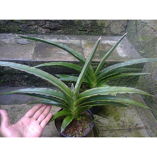 Lidah Mertua Sansevieria Trifasciata Siam Green 1020