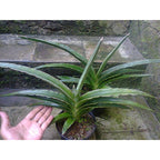 Lidah Mertua Sansevieria Trifasciata Siam Green 1020