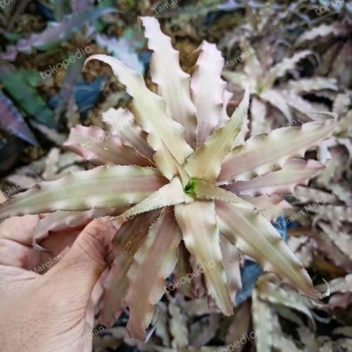 Tanaman Hias Cripthantus/nanas kerang/kaktus dan sukulen 0510