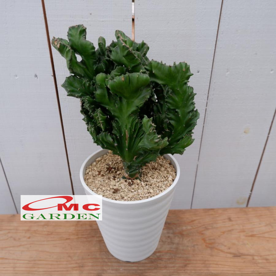Tanaman Hias Kaktus Euphorbia Lactea Sukulen Karang Cristata 0510