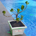 Bonsai Mame  Puring Croton Kroton Cabai  Tanaman Hias Cabe Teri PR-Cabe