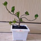 Bonsai Mame  Puring Croton Kroton Cabai  Tanaman Hias Cabe Teri PR-Cabe