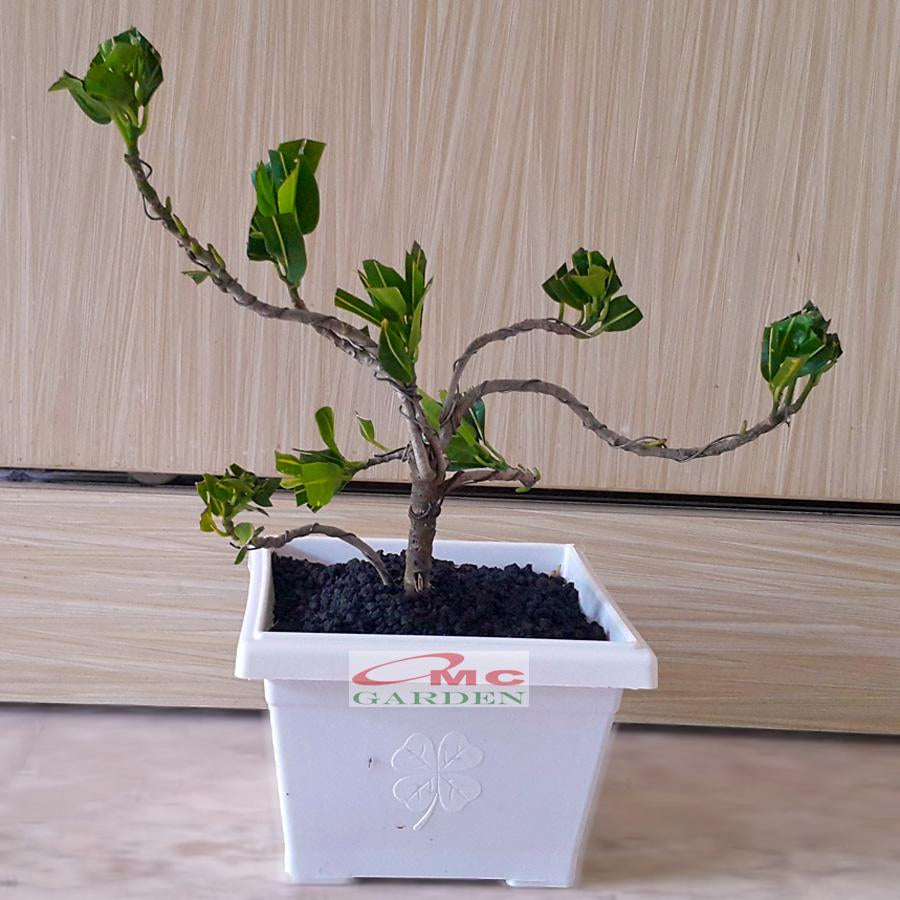 Bonsai Mame  Puring Croton Kroton Cabai  Tanaman Hias Cabe Teri PR-Cabe