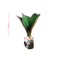 Lidah Mertua Sansevieria Sansivera Sansiviera Sensiviera Masoniana Giant Centong Jumbo  10-15 CM